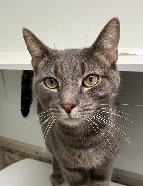 CORNDOG - Domestic Short Hair available for adoption