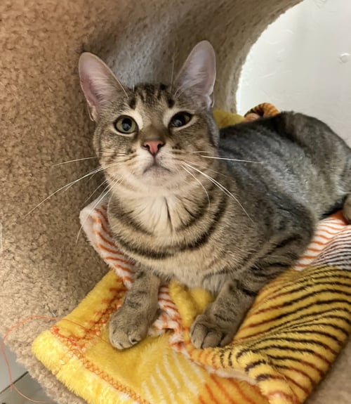 CUPCAKE - Domestic Short Hair / Tabby available for adoption