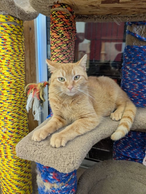SANSA STARK - Domestic Short Hair available for adoption