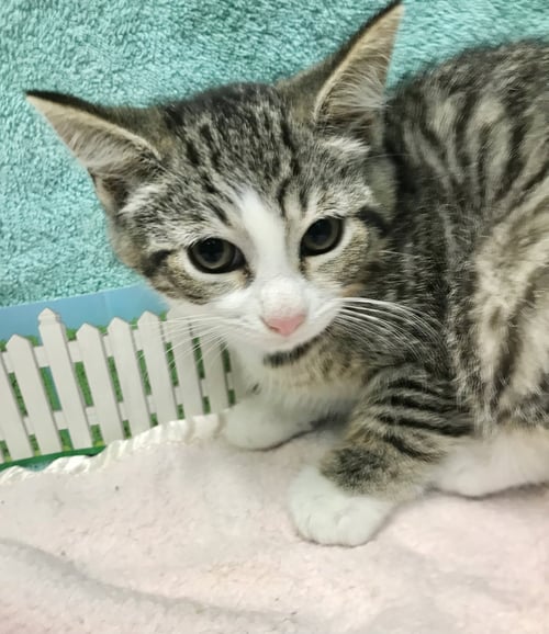 DEBUSSY - Tabby available for adoption
