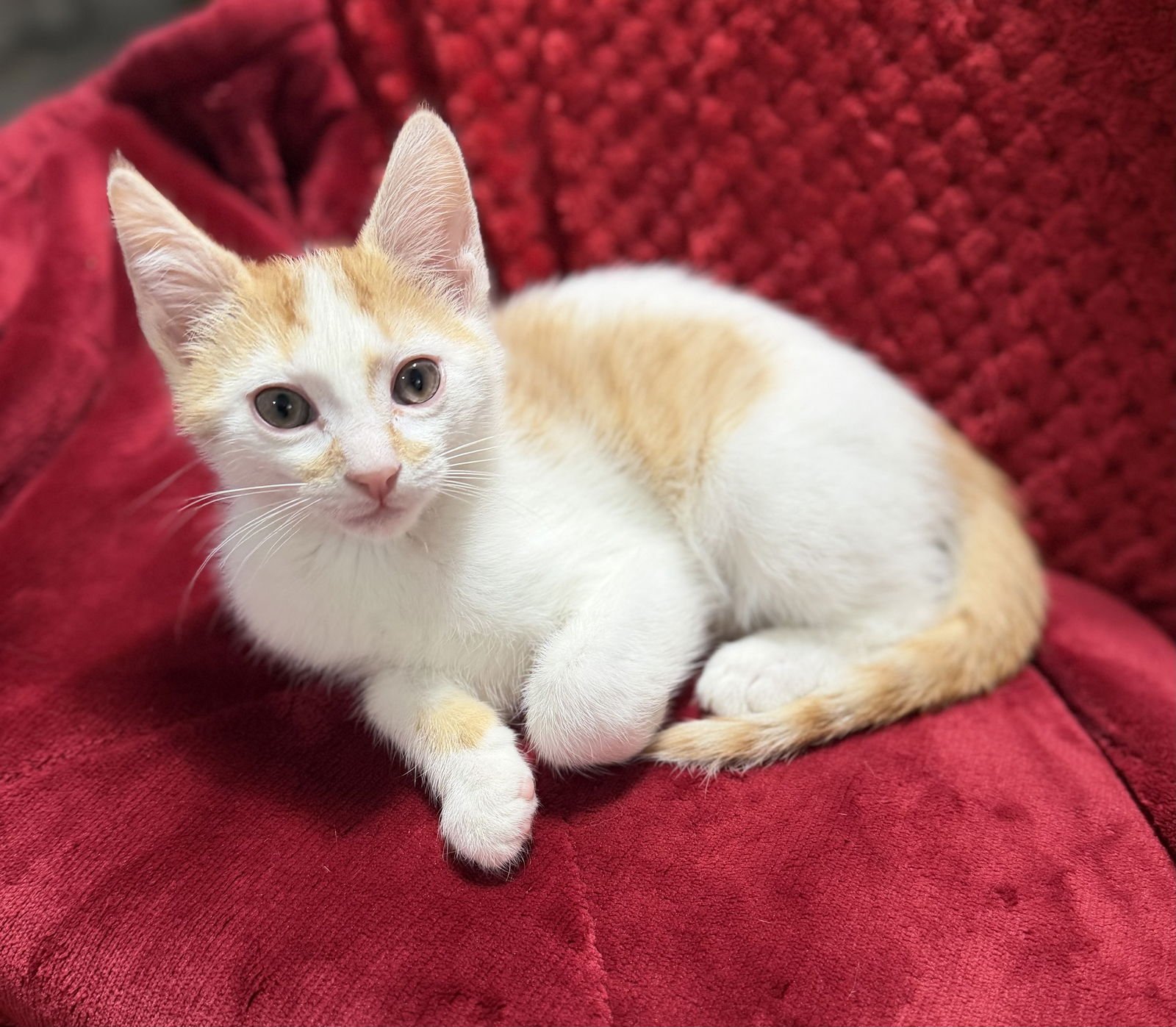 COLBY - Domestic Short Hair available for adoption