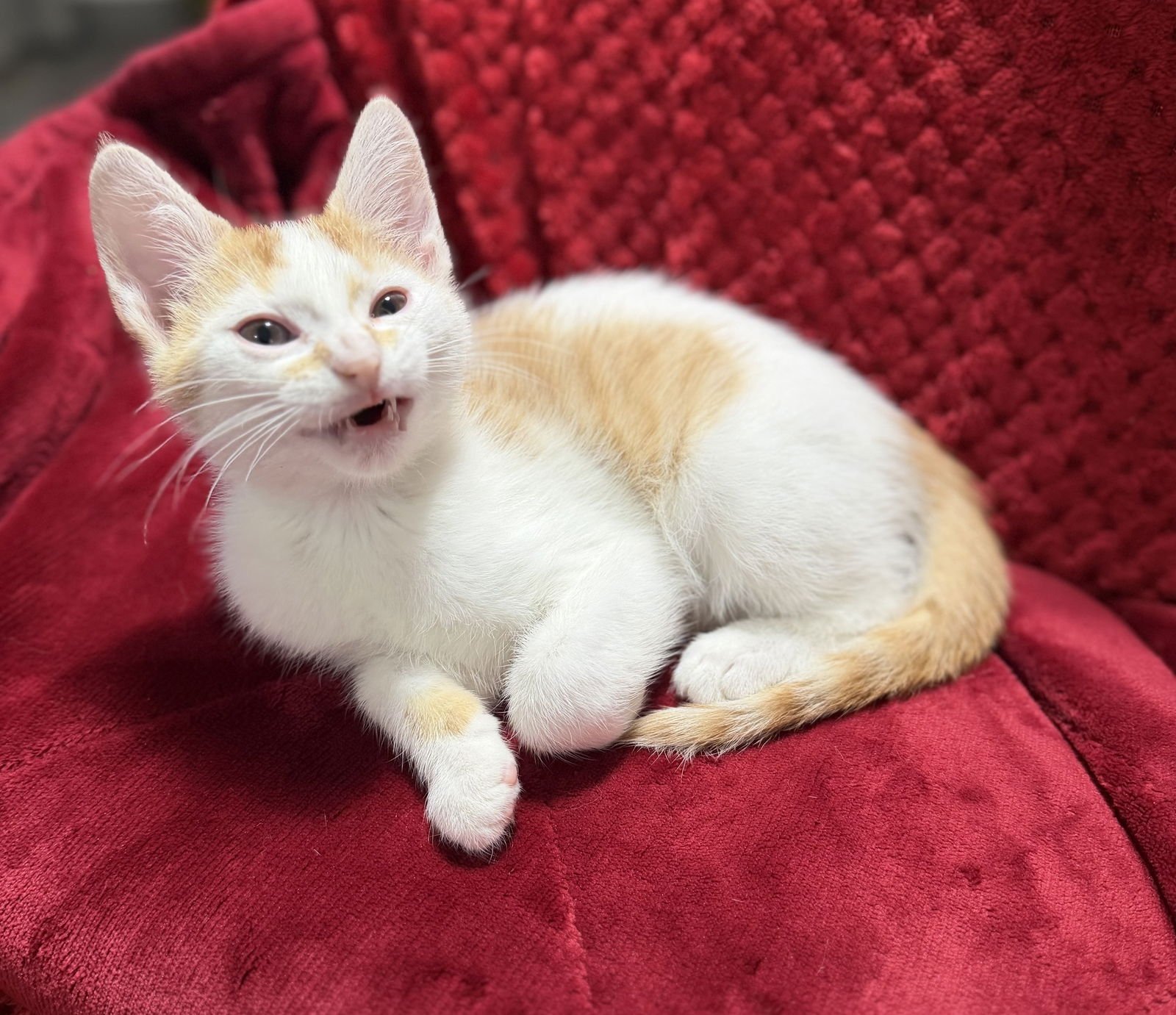 COLBY - Domestic Short Hair available for adoption