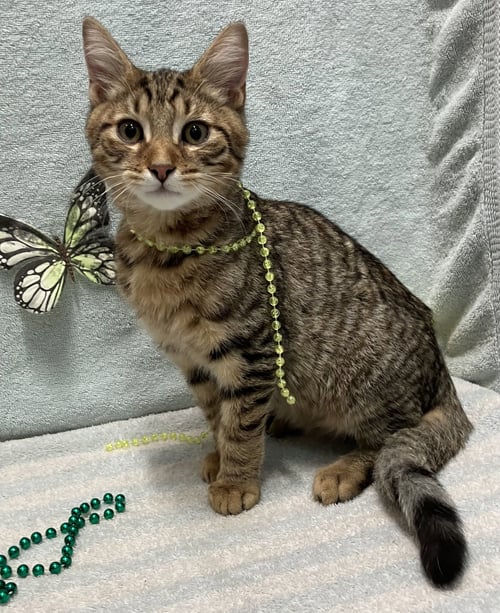 LINEN - KBC - Tabby / Domestic Short Hair for adoption in Columbus