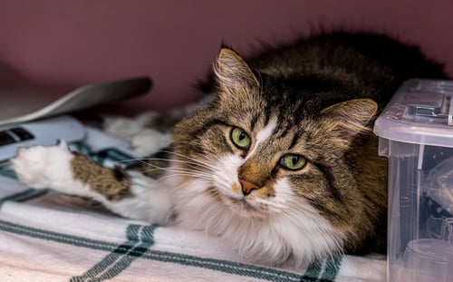 WALNUT (BONDED WITH ALMOND) - KBC - Domestic Long Hair / Tabby available for adoption