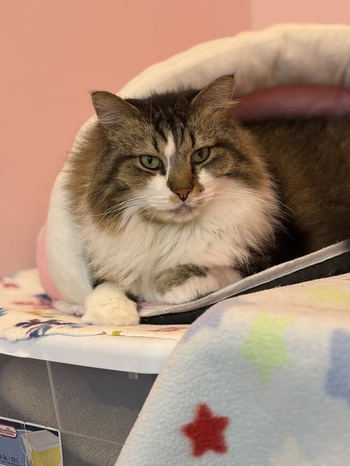 WALNUT (BONDED WITH ALMOND) - KBC - Domestic Long Hair / Tabby available for adoption