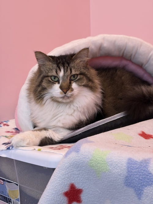 WALNUT (BONDED WITH ALMOND) - KBC - Domestic Long Hair / Tabby available for adoption