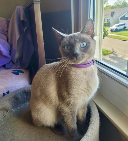 CLOVE - Siamese / American Shorthair available for adoption