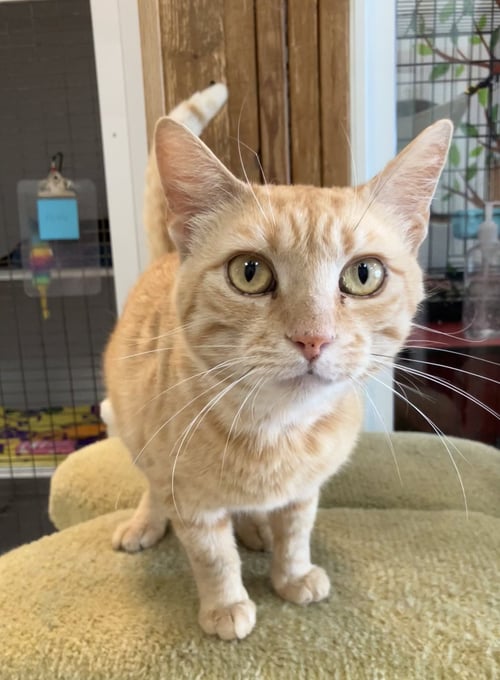 MYER - Tabby / Domestic Short Hair available for adoption