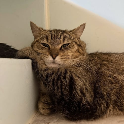 CARL - Tabby / Domestic Short Hair available for adoption