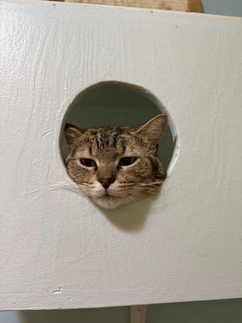 CARL - Tabby / Domestic Short Hair available for adoption