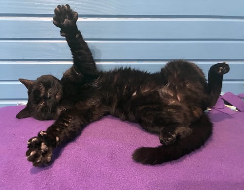 MOMIE - Domestic Short Hair available for adoption
