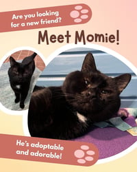 Momie - Photo 2