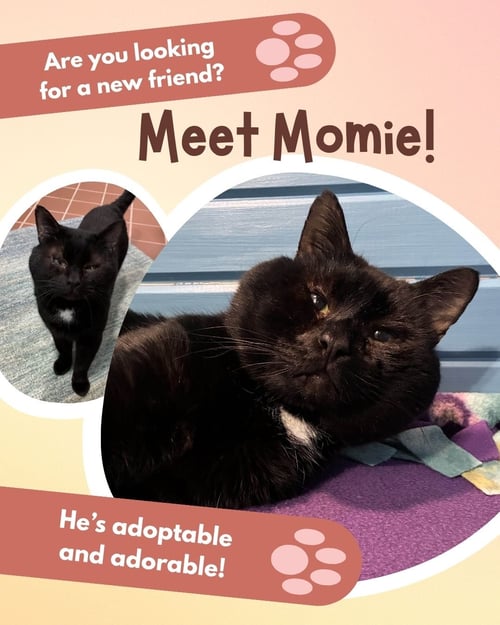 MOMIE - Domestic Short Hair available for adoption