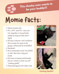 Momie - Photo 3