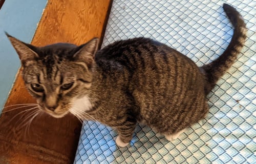 HOLLY NOEL - Tabby available for adoption