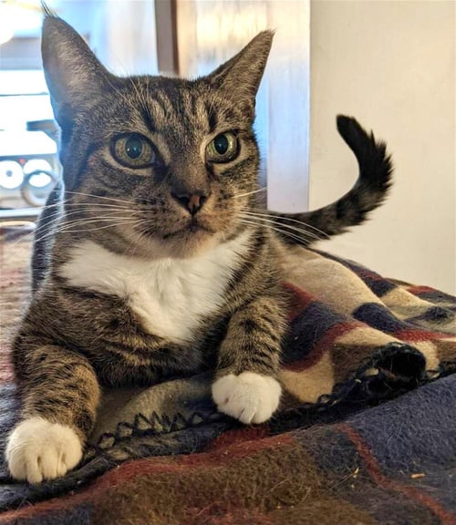 HOLLY NOEL - Tabby available for adoption
