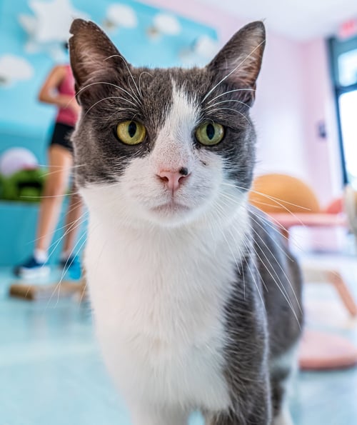RORY - KBC - Domestic Short Hair available for adoption