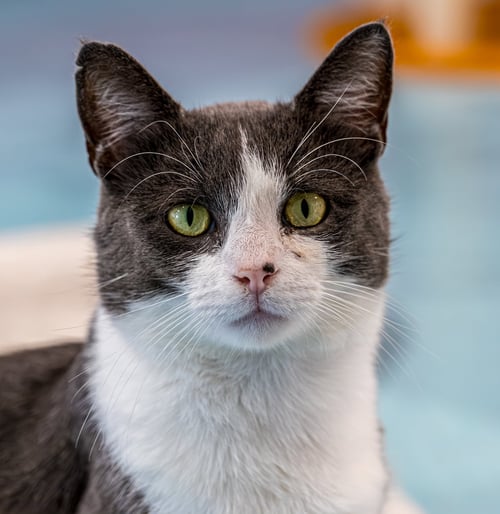 RORY - KBC - Domestic Short Hair available for adoption