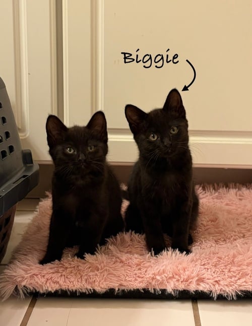 BIGGIE - Domestic Short Hair available for adoption