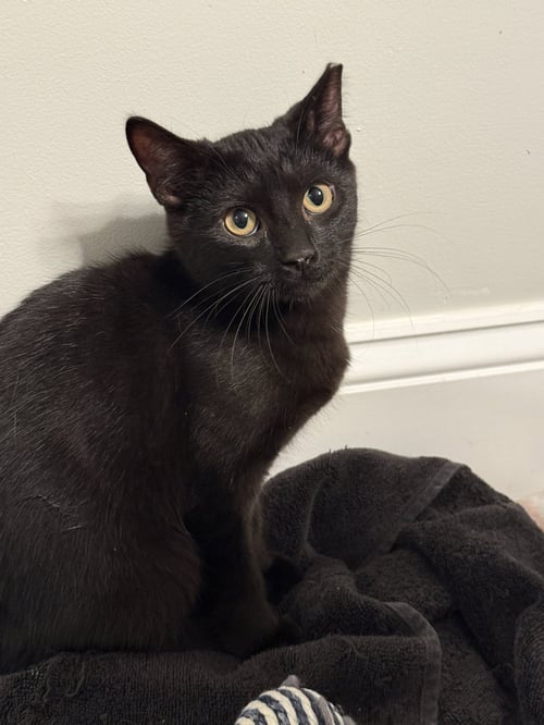 BIGGIE - Domestic Short Hair for adoption in Columbus