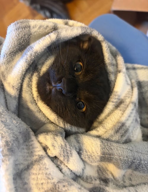 BIGGIE - Domestic Short Hair available for adoption