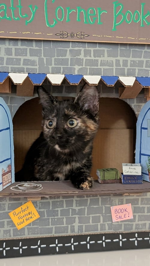 SCOUT - Domestic Short Hair / Tortoiseshell available for adoption