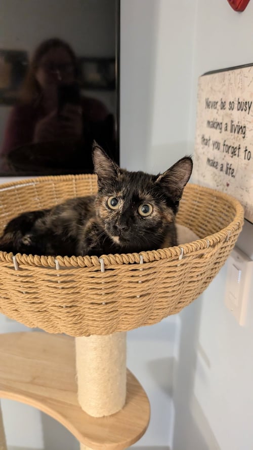 SCOUT - Domestic Short Hair / Tortoiseshell available for adoption