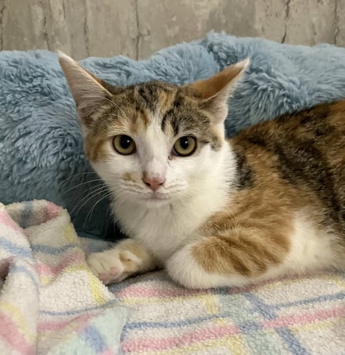 MADELINE - Calico / Domestic Short Hair available for adoption