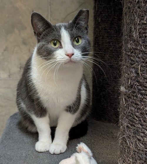 EMMA - Domestic Short Hair available for adoption