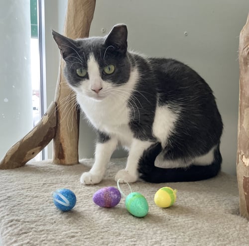 EMMA - Domestic Short Hair available for adoption