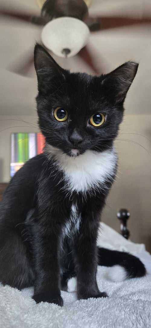 ORCHARD - Domestic Short Hair for adoption in Columbus