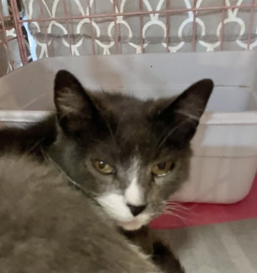 AVERY - Domestic Short Hair available for adoption
