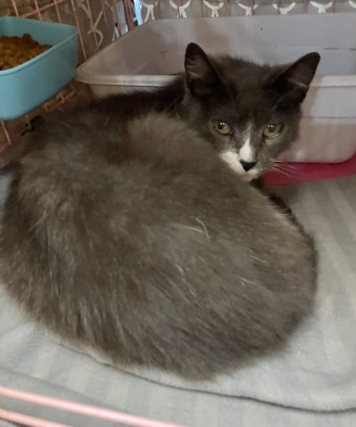 AVERY - Domestic Short Hair available for adoption