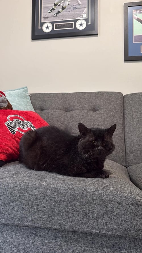 8-BALL - Domestic Short Hair available for adoption