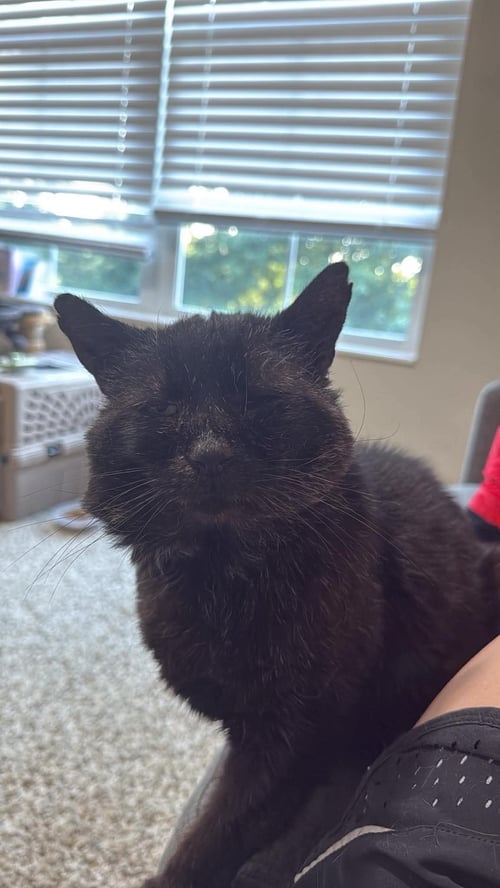 8-BALL - Domestic Short Hair available for adoption