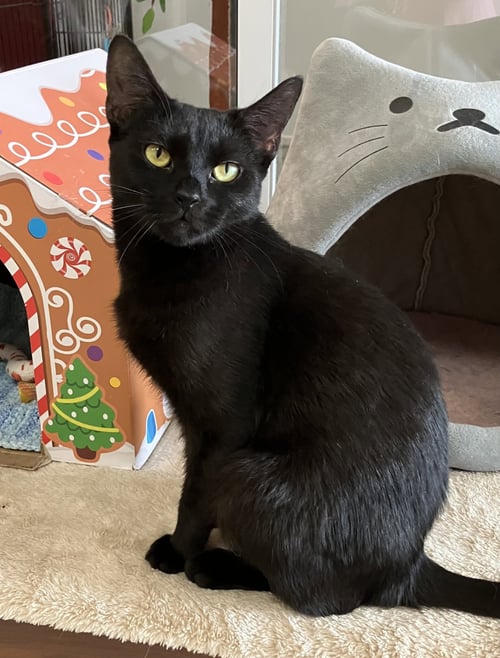 INDIGO - Domestic Short Hair available for adoption