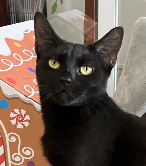 INDIGO - Domestic Short Hair available for adoption