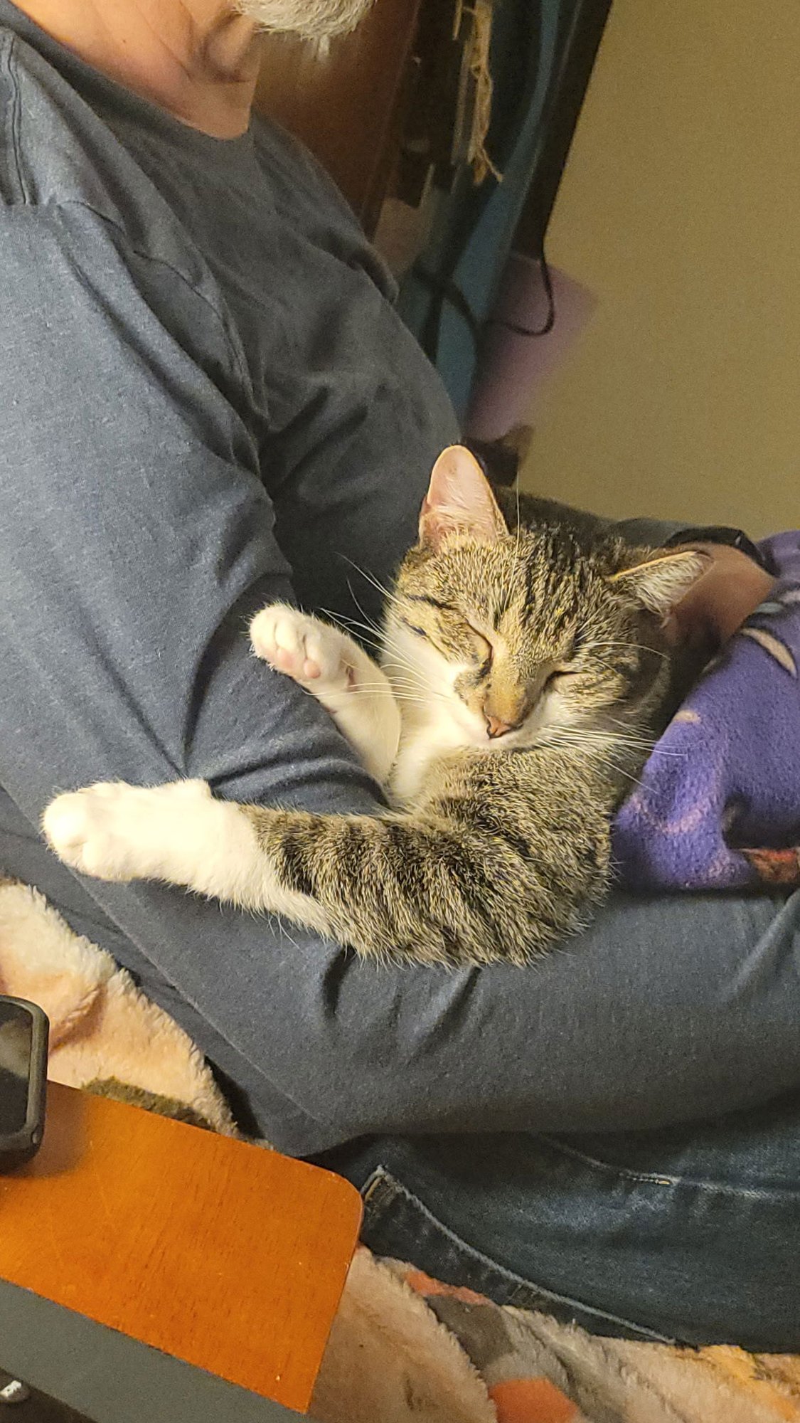 WINK - Tabby / Domestic Short Hair available for adoption