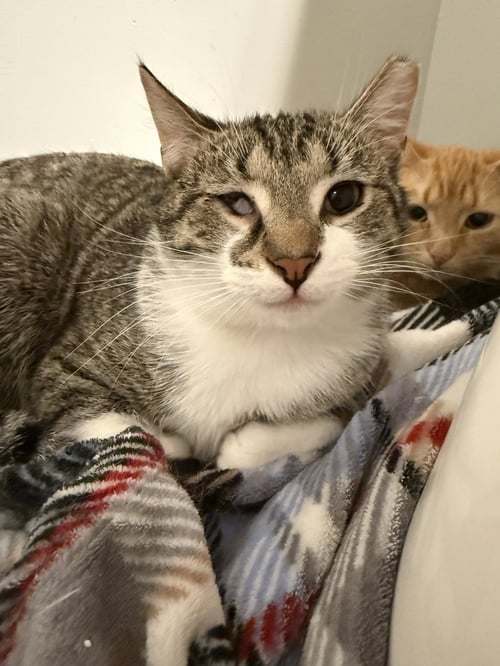 WINK (BONDED TO PERRY) - Tabby / Domestic Short Hair available for adoption