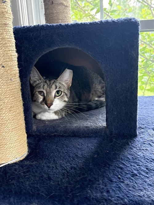 WINK (BONDED TO PERRY) - Tabby / Domestic Short Hair available for adoption