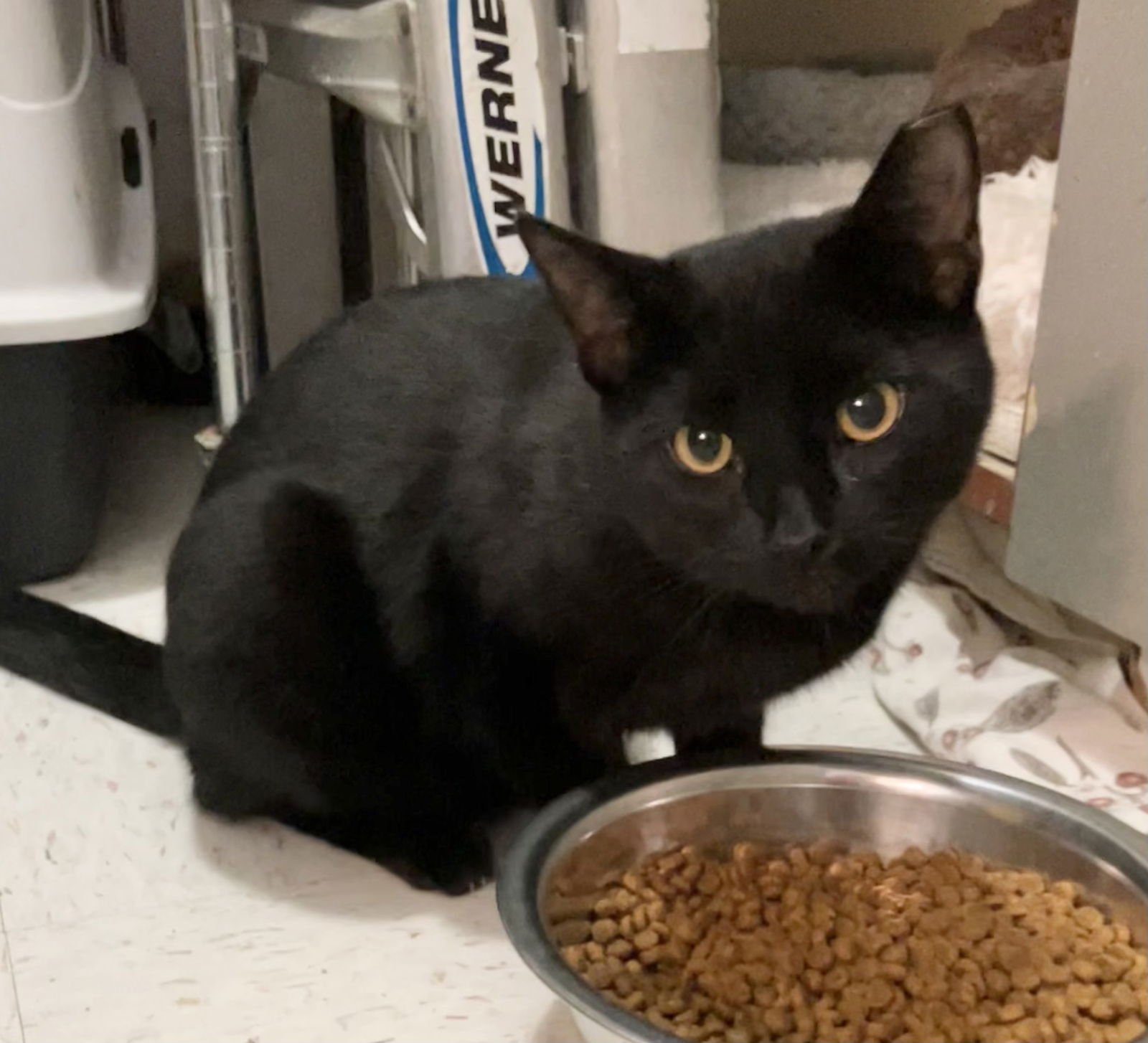 LUCKY - Domestic Short Hair available for adoption