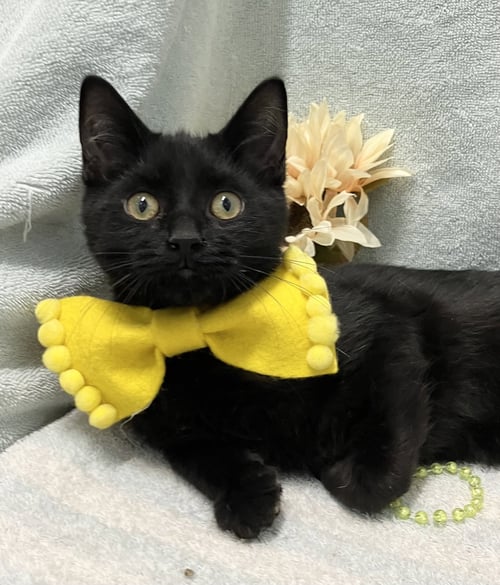 DENIM - KBC - Domestic Short Hair for adoption in Columbus