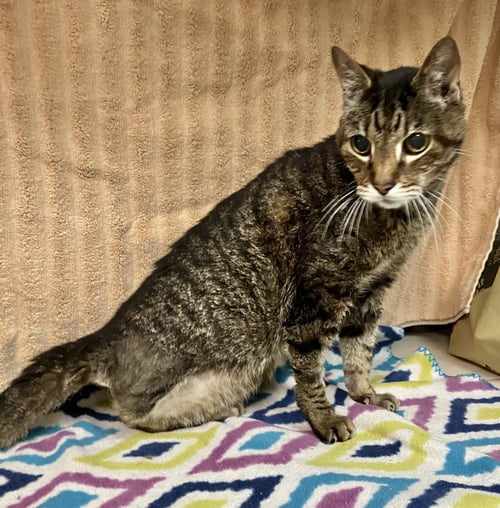 YUKI - Tabby / Domestic Short Hair available for adoption