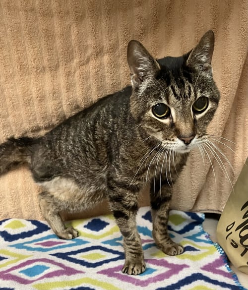 YUKI - Tabby / Domestic Short Hair available for adoption