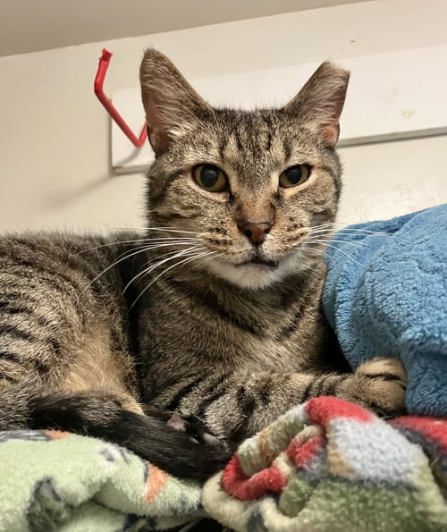 RICKY - Tabby / Domestic Short Hair available for adoption