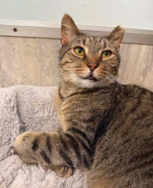 RICKY - Tabby / Domestic Short Hair available for adoption