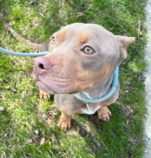 HUMPHREY - American Pit Bull Terrier available for adoption