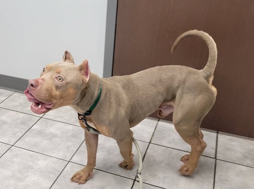 HUMPHREY - American Pit Bull Terrier available for adoption