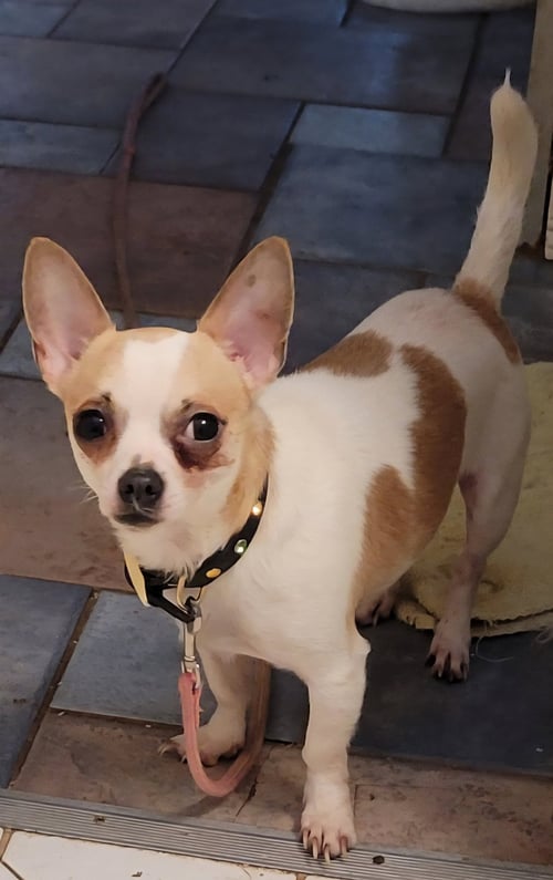 NACHO - Chihuahua available for adoption