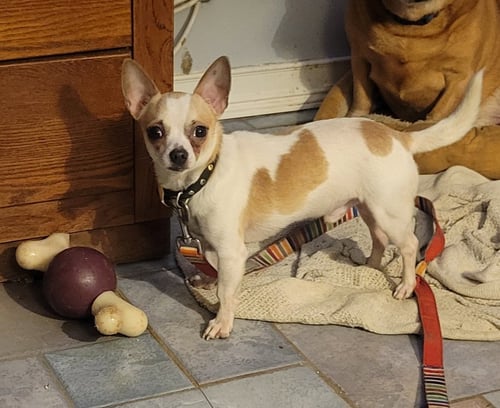NACHO - Chihuahua available for adoption